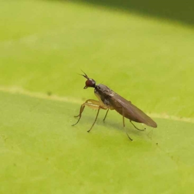 Empididae sp. (family) (Dance fly) at Turner, ACT - 15 Oct 2023 by ConBoekel