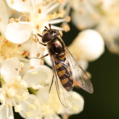 Simosyrphus grandicornis (Common hover fly) at Sullivans Creek, Turner - 14 Oct 2023 by ConBoekel