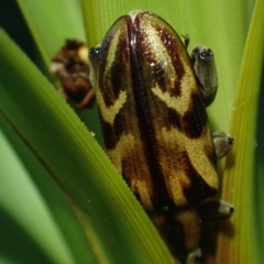 Unidentified Leaf beetle (Chrysomelidae) at Brunswick Heads, NSW - 3 Oct 2023 by coddiwompler