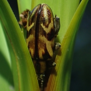 Mecynodera (Genus) at suppressed - suppressed