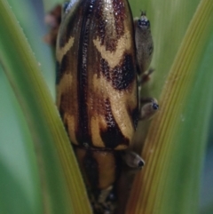 Mecynodera (Genus) at suppressed - suppressed