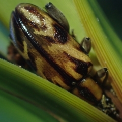 Mecynodera (Genus) at suppressed - suppressed