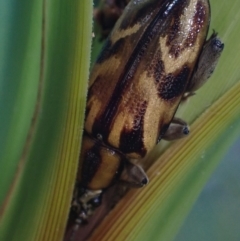 Mecynodera (Genus) at suppressed - suppressed