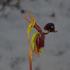 Caleana major (Large Duck Orchid) at Brunswick Heads, NSW - 3 Oct 2023 by coddiwompler