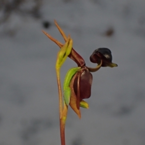 Caleana major at Brunswick Heads, NSW - suppressed