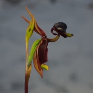 Caleana major at Brunswick Heads, NSW - suppressed