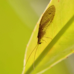 Oedosmylus tasmaniensis (Lacewing) at Sullivans Creek, Turner - 14 Oct 2023 by ConBoekel