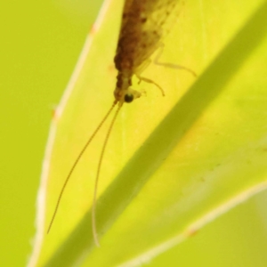 Oedosmylus tasmaniensis at Turner, ACT - 15 Oct 2023 10:20 AM