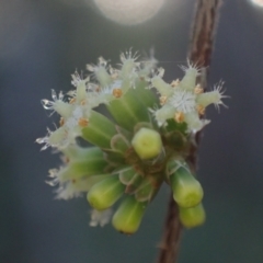 Acrotriche aggregata (Red Cluster Heath) at Wallum - 3 Oct 2023 by coddiwompler