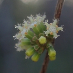 Acrotriche aggregata at Brunswick Heads, NSW - 3 Oct 2023