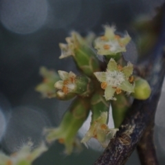 Acrotriche aggregata at Brunswick Heads, NSW - 3 Oct 2023