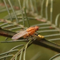 Sapromyza brunneovittata (A lauxid fly) at Turner, ACT - 15 Oct 2023 by ConBoekel