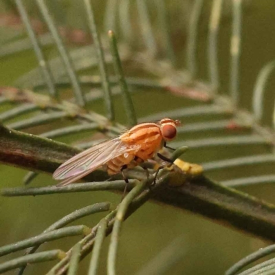 Sapromyza brunneovittata (A lauxid fly) at Sullivans Creek, Turner - 14 Oct 2023 by ConBoekel