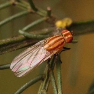 Sapromyza brunneovittata at Turner, ACT - 15 Oct 2023 10:26 AM