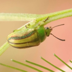 Calomela juncta (Leaf beetle) at Turner, ACT - 14 Oct 2023 by ConBoekel