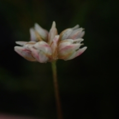 Laxmannia gracilis (Slender Wire Lily) at Wallum - 3 Oct 2023 by coddiwompler