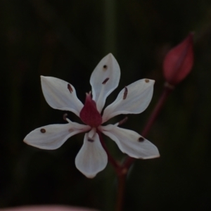 Burchardia umbellata at Brunswick Heads, NSW - 3 Oct 2023 05:44 PM