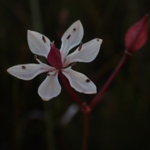 Burchardia umbellata at Brunswick Heads, NSW - 3 Oct 2023 05:44 PM