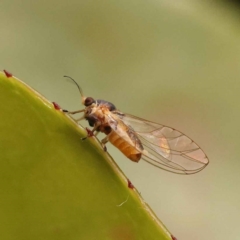 Psyllidae sp. (family) (Unidentified psyllid or lerp insect) at Sullivans Creek, Turner - 14 Oct 2023 by ConBoekel