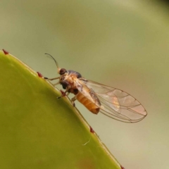 Psyllidae sp. (family) (Unidentified psyllid or lerp insect) at Turner, ACT - 15 Oct 2023 by ConBoekel