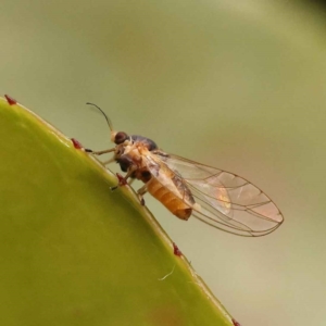 Psyllidae sp. (family) at Turner, ACT - 15 Oct 2023 10:15 AM