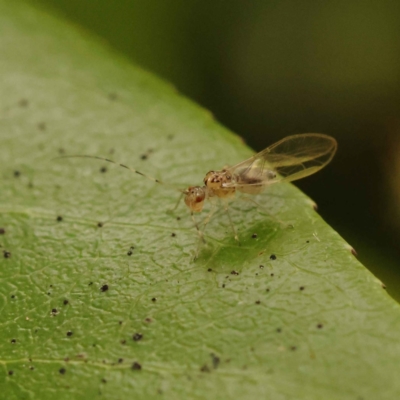 Psocodea 'Psocoptera' sp. (order) (Unidentified plant louse) at Turner, ACT - 15 Oct 2023 by ConBoekel