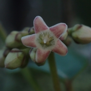 Marsdenia fraseri at Brunswick Heads, NSW - 3 Oct 2023