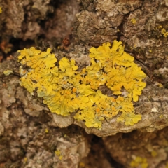 Xanthoria sp. (genus) (A lichen) at Turner, ACT - 15 Oct 2023 by ConBoekel
