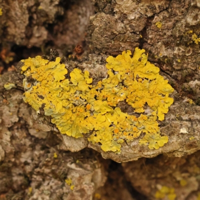 Xanthoria sp. (genus) (A lichen) at Turner, ACT - 15 Oct 2023 by ConBoekel