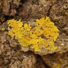 Xanthoria sp. (A lichen) at Turner, ACT - 14 Oct 2023 by ConBoekel