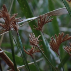 Schizaea bifida (Forked Comb Fern) at Wallum - 3 Oct 2023 by coddiwompler