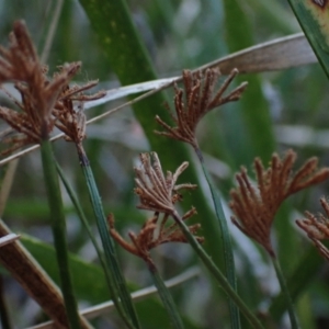 Schizaea bifida at Brunswick Heads, NSW - 3 Oct 2023