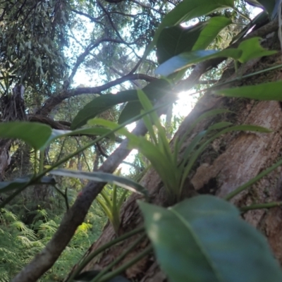 Cymbidium sp. (A Snake Orchid) at Wallum - 3 Oct 2023 by coddiwompler