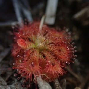 Drosera spatulata at Brunswick Heads, NSW - 3 Oct 2023 05:45 PM