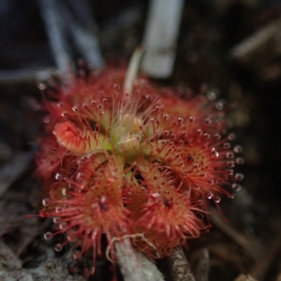 Drosera spatulata (Common Sundew) at Wallum - 3 Oct 2023 by coddiwompler