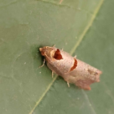 Glyphidoptera insignana (a tufted Tortrix moth) at Sullivans Creek, Turner - 15 Oct 2023 by ConBoekel