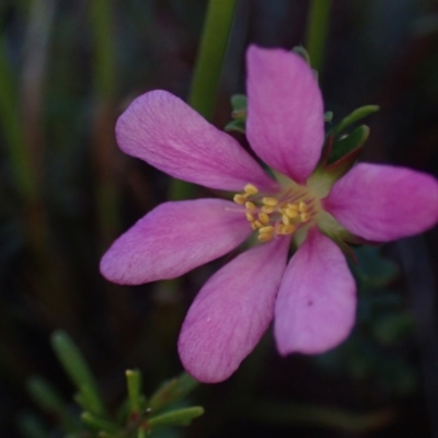 Bauera capitata (Clustered Bauera) at Brunswick Heads, NSW - 3 Oct 2023 by coddiwompler