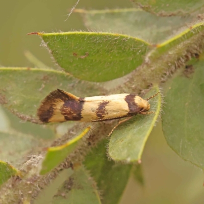 Olbonoma triptycha (Chezela Group) at Sullivans Creek, Turner - 15 Oct 2023 by ConBoekel