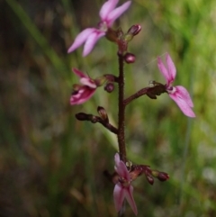 Stylidium ornatum at Wallum - 3 Oct 2023 by coddiwompler