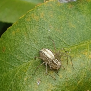 Oxyopes elegans at Latham, ACT - 17 Oct 2023