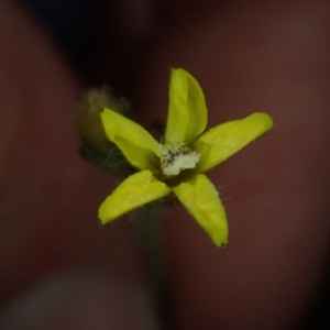 Goodenia stelligera at Brunswick Heads, NSW - 3 Oct 2023 06:05 PM