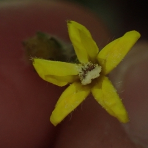 Goodenia stelligera at Brunswick Heads, NSW - 3 Oct 2023 06:05 PM