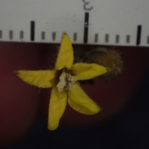 Goodenia stelligera at Brunswick Heads, NSW - 3 Oct 2023 06:05 PM