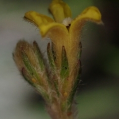 Goodenia stelligera at Brunswick Heads, NSW - 3 Oct 2023