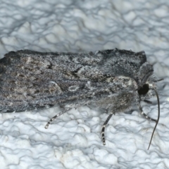 Dasygaster (genus) (A Noctuid moth (Noctuinae)) at Ainslie, ACT - 14 Oct 2023 by jb2602