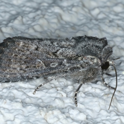 Dasygaster (genus) (A Noctuid moth (Noctuinae)) at Ainslie, ACT - 14 Oct 2023 by jb2602