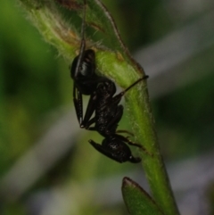 Rhytidoponera sp. (genus) at Wallum - 3 Oct 2023 by coddiwompler