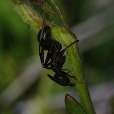 Rhytidoponera sp. (genus) (Rhytidoponera ant) at Brunswick Heads, NSW - 3 Oct 2023 by coddiwompler