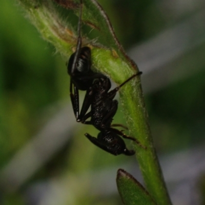 Unidentified Ant (Hymenoptera, Formicidae) at Brunswick Heads, NSW - 3 Oct 2023 by coddiwompler