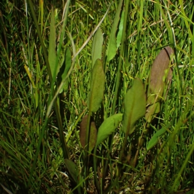 Liparophyllum exaltatum (Erect Marshflower) at Wallum - 3 Oct 2023 by coddiwompler